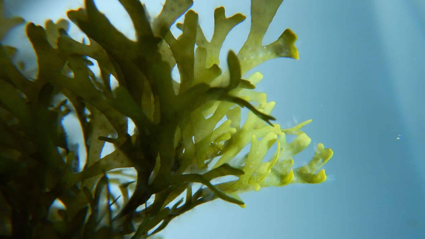 tảo biển có tác dụng gì